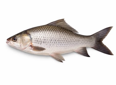 Catla carp fish for bulk seafood export