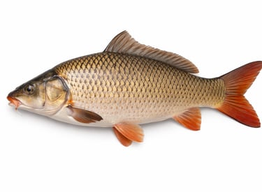 Farm-raised common carp for wholesale export