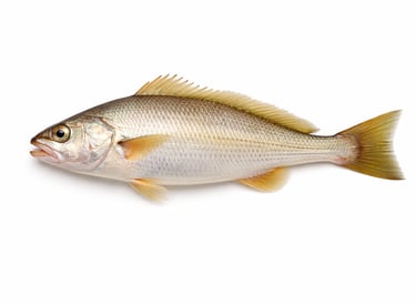 Mild-taste croaker fish for seafood export markets