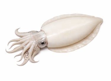 Whole cleaned cuttlefish for seafood export markets