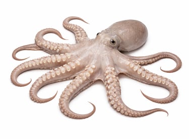 Premium octopus seafood for wholesale export supply
