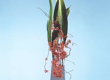 ryusei ha Ikebana School kasen yoshimura