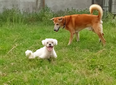 Boo is owned by a foreigner and it is his fist time to be in a pet hotel, but adjusts in no time