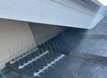 Bird Proof Screening and bird spike installed on roof overhang in Phoenix AZ