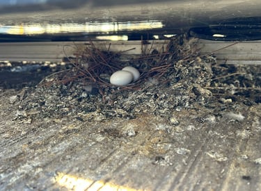 pigeon nest under solar panels in phoenix arizona