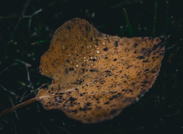 une feuille sur le sol avec des gouttelettes d'eau