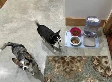 Nyx and Abby—AKC Louisiana Chihuahua sisters, blue merle and black tri, near bowls on concrete floor