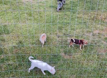 Five AKC Louisiana Chihuahuas—colorful group playing in grassy enclosure