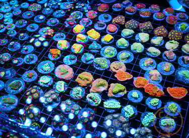 A large array of all different types and colors of corals.