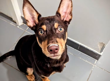 Un kelpie australien qui a gratté et mordu le mur de l'appartement