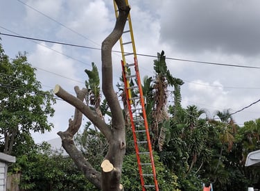 Professional tree trimming service using a tall extension ladder to prune large branches in a backyard.