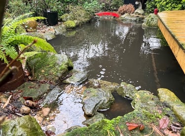 wildlife pond with water feature
