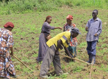 Appuis direct à la pratique et technique agricole