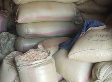 Production de maïs projet Feed the Future