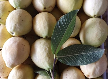 Racimo de guayabas maduras creciendo en el árbol, listas para su cosecha