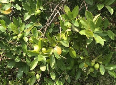 Guayabas frescas aún en la rama