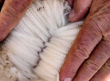 greasy merino wool 14.5 to 36 micron supplier India — TIRUPATI