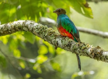 Birdwatching Photography Manu National Park Adventure 6D/5N