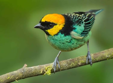 Birdwatching Photography Manu National Park Adventure 6D/5N