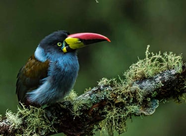 Birdwatching Abra Malaga Machu Picchu & Manu National Park 10 Days