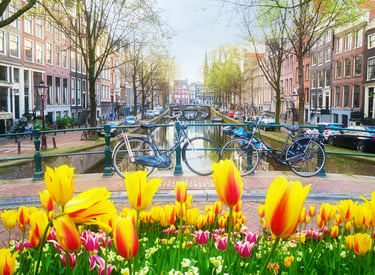 Bicycles on a canal bridge in Amsterdam with yellow tulips in the foreground.