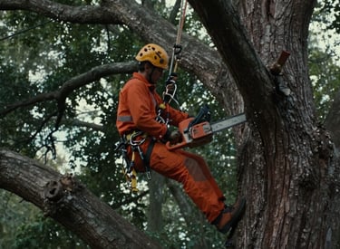 An arborist in a tree using a chain saw to remove a dead limb