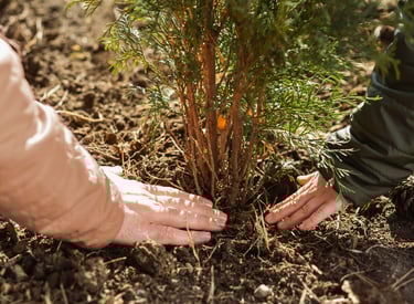 plantação de árvore com cinzas após cremação