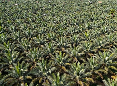 A sprawling agricultural field with workers harvesting crops under a clear sky.