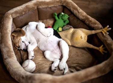 Beagle puppy slaapt diep in een comfortabele bruine hondenmand tussen zijn speelgoed.