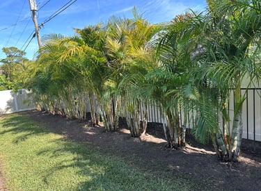 Neatly trimmed palms