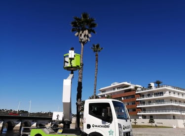 A worker using a truck-mounted aerial lift platform to trim palm trees in the Marina Lagos, Algarve