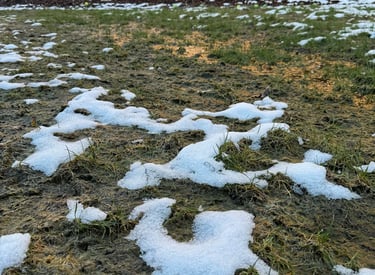 Vejos priežiūra po žiemos
