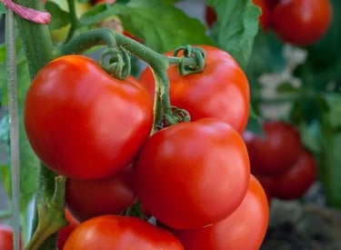 .Import Egyptian Fresh Tomatoes - HS Code 070200