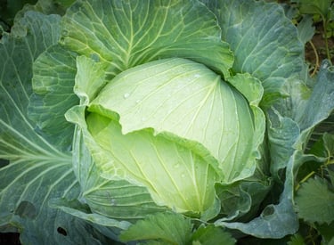 Import Egyptian Fresh Cabbage - HS Code 070490