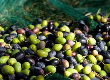 Import Egyptian Fresh Olives - HS Code 200570