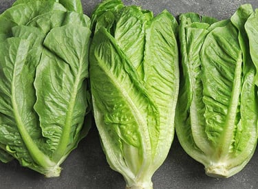 Import Egyptian Fresh Romaine Lettuce - HS Code 070519