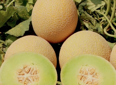 Import Egyptian Galia Melon - HS Code 080719
