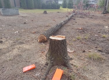 A freshly cut tree stump and felled trunk in a residential backyard with felling wedges nearby.
