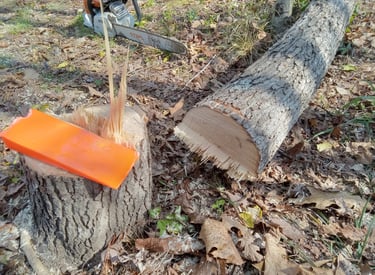 Small and Medium Tree Removal Virginia