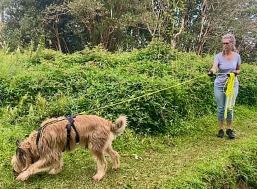chien en mantrailing