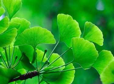 ginkgo biloba