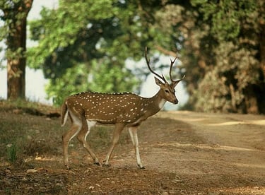 Spotted deer with antlers walking on a dirt path in Panna Tiger Reserve, Madhya Pradesh