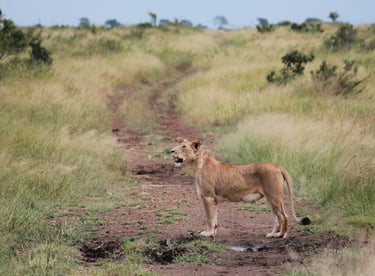lion Krueger Park South Africa