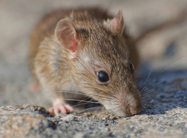 rat
