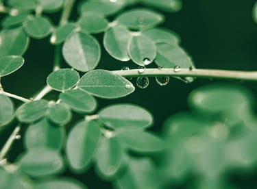 Dried moringa leaves for tea, powder, and health products – Adely Eco Nusantara
