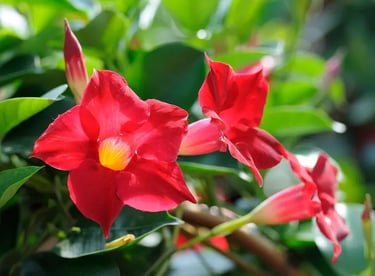 dipladenia rouge, sepulture 49 , livraison gratuite tobe