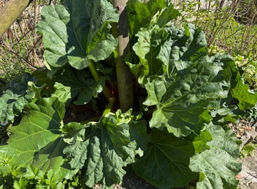 rhubarbe du jardin