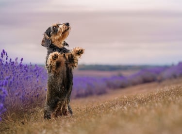 A Dachshund on its back legs posing for a pet photographer