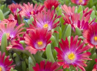 delosperma, resitante, tombe, sécheresse, livraison gratuite