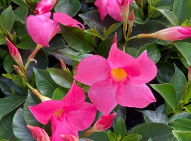 dipladenia sepulture49, livraison gratuite tombe